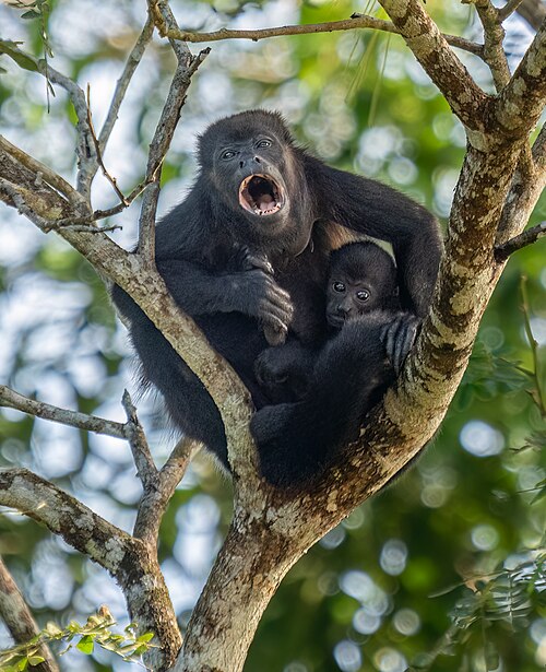 Howler monkey